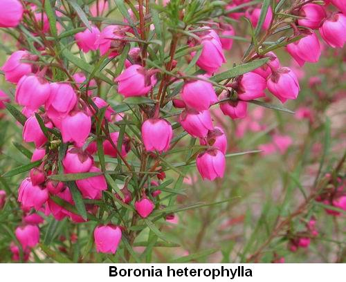 Boronia heterophylla.jpg